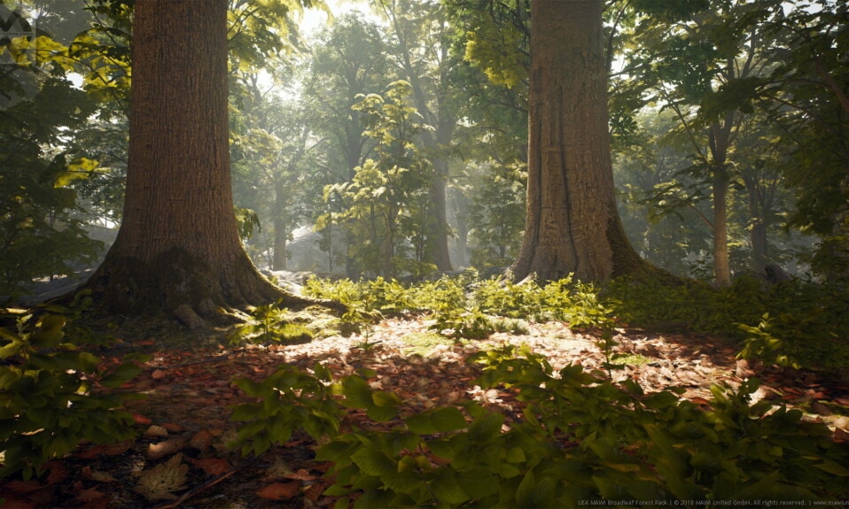 Unreal Engine 5 MAWI Broadleaf Forest